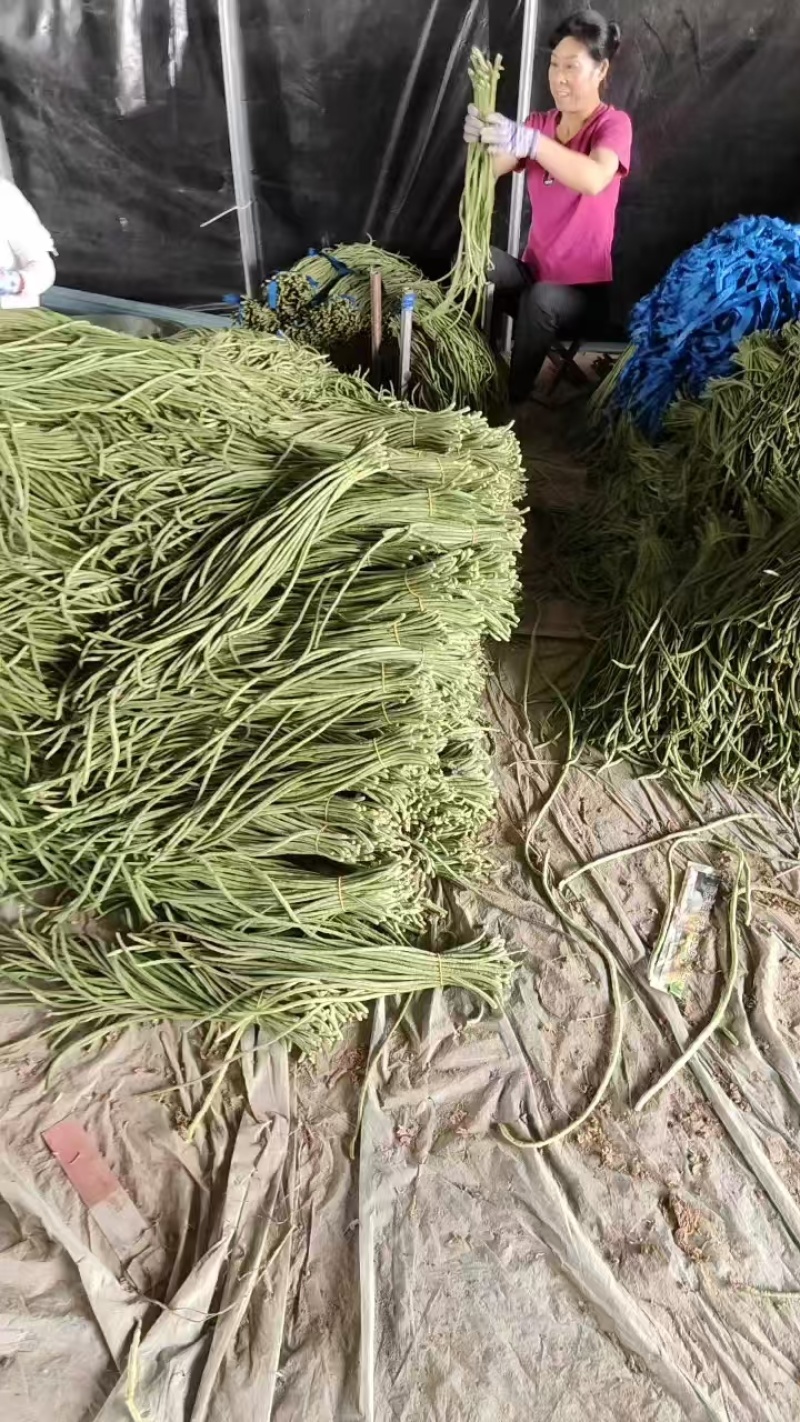 青条豆角精品货啊，可视频看货，保证质量，诚信第一
