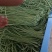 青条豆角精品货啊,可视频看货,保证质量,诚信第一