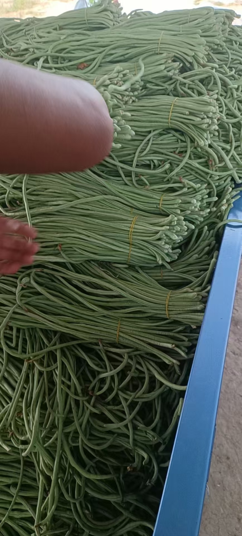 青条豆角精品货啊，可视频看货，保证质量，诚信第一
