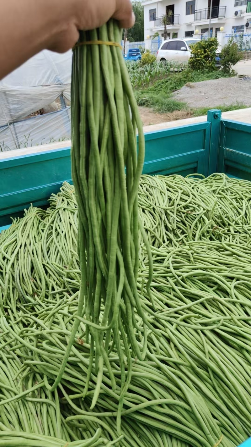 青条豆角精品货啊，可视频看货，保证质量，诚信第一