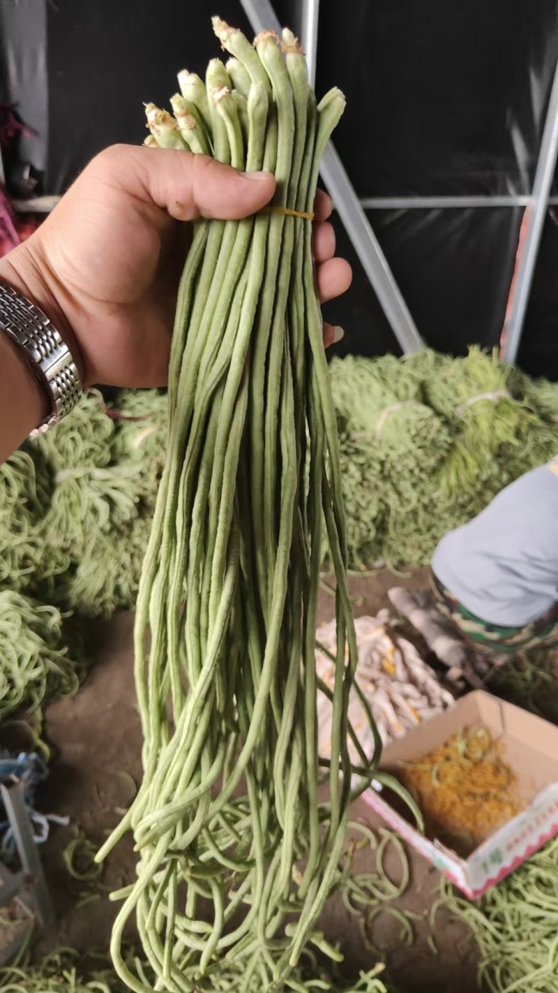 青条豆角精品货啊，可视频看货，保证质量，诚信第一