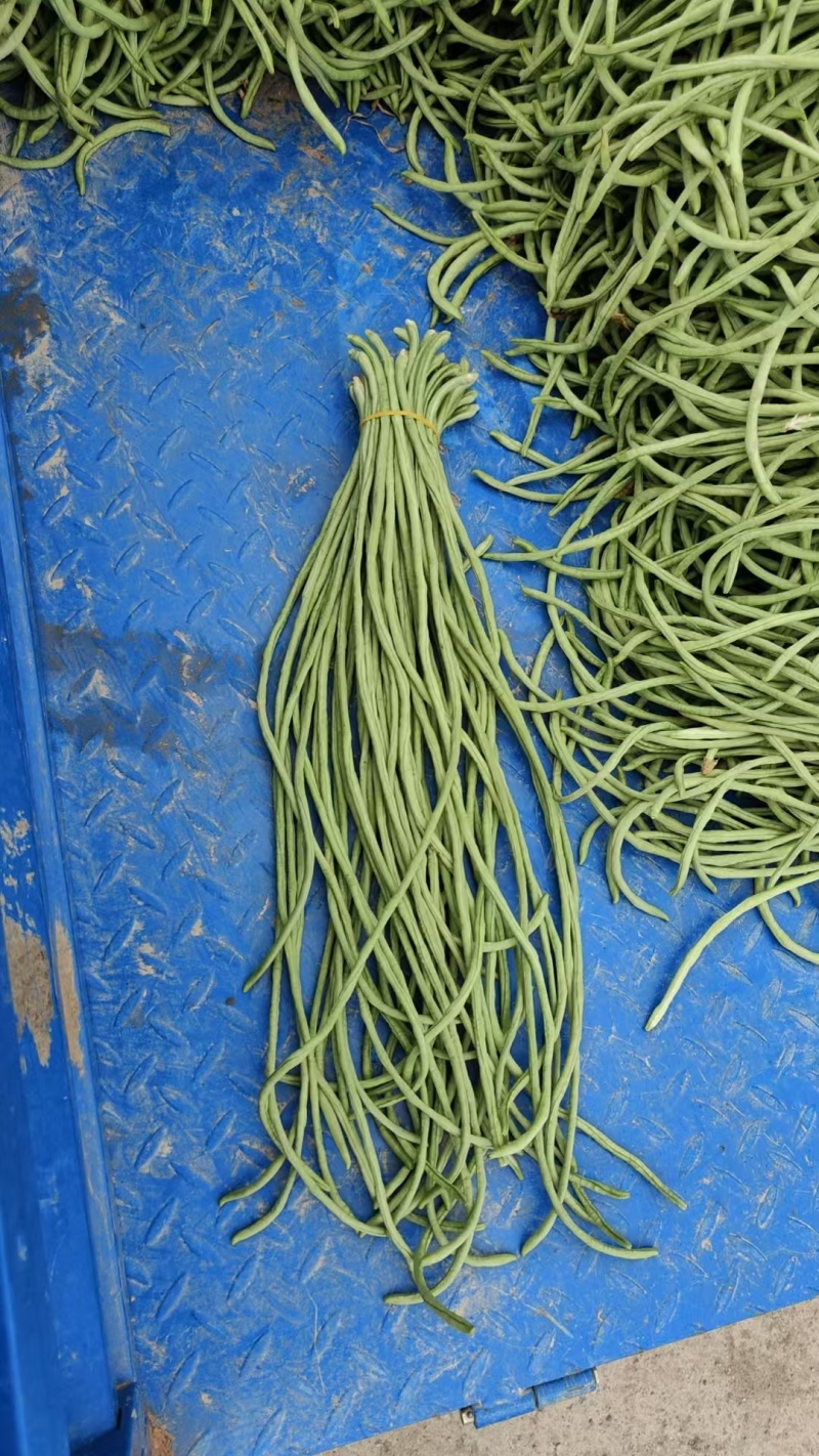 青条豆角精品货啊，可视频看货，保证质量，诚信第一