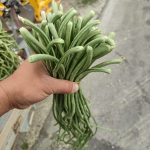 电商豆角青白产地直供量大从优可供商超可视频看诚信第一