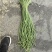 电商豆角青白产地直供量大从优可供商超可视频看诚信第一