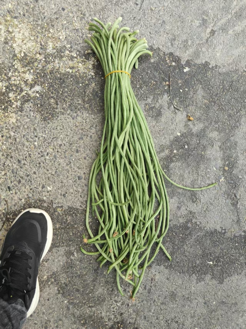 电商豆角青白产地直供量大从优可供商超可视频看诚信第一