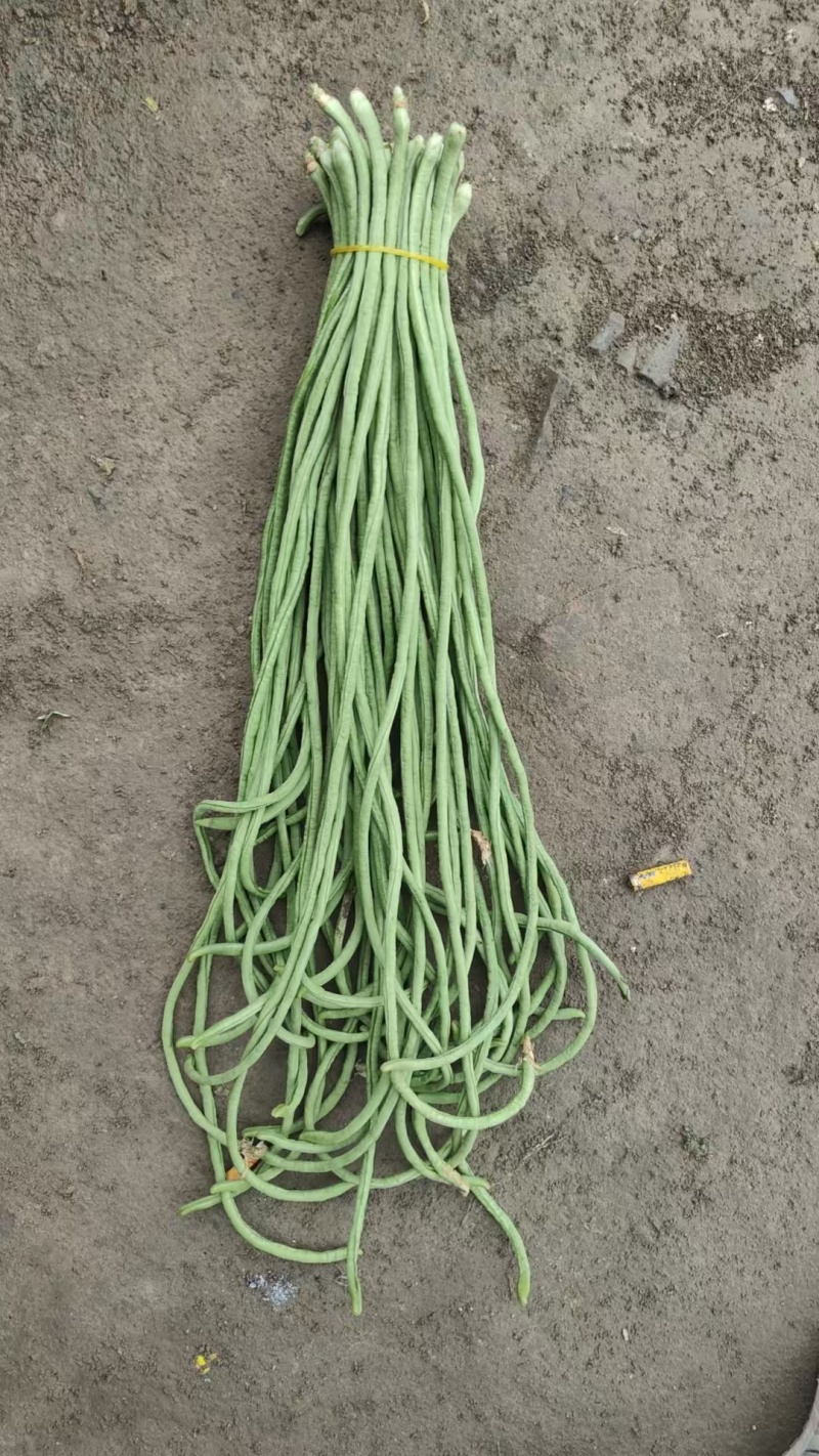 电商豆角青白产地直供量大从优可供商超可视频看诚信第一