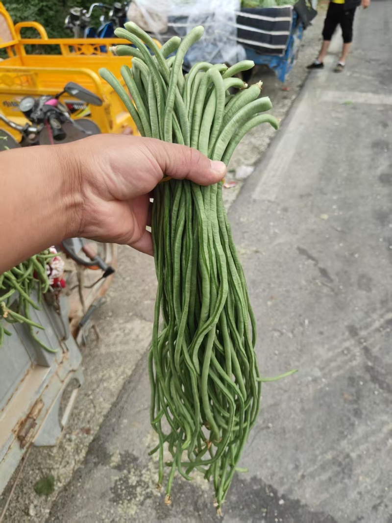 电商豆角青白产地直供量大从优可供商超可视频看诚信第一