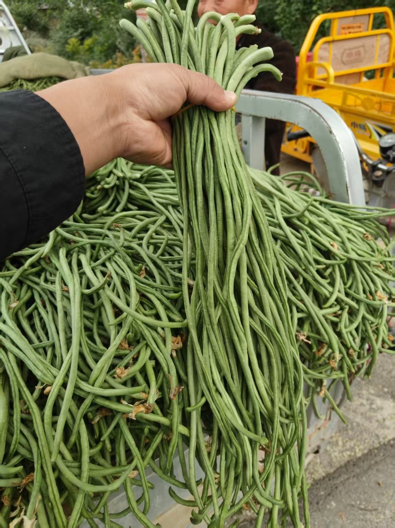 电商豆角青白产地直供量大从优可供商超可视频看诚信第一