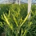 黄花菜金针2025现摘现发珍珍