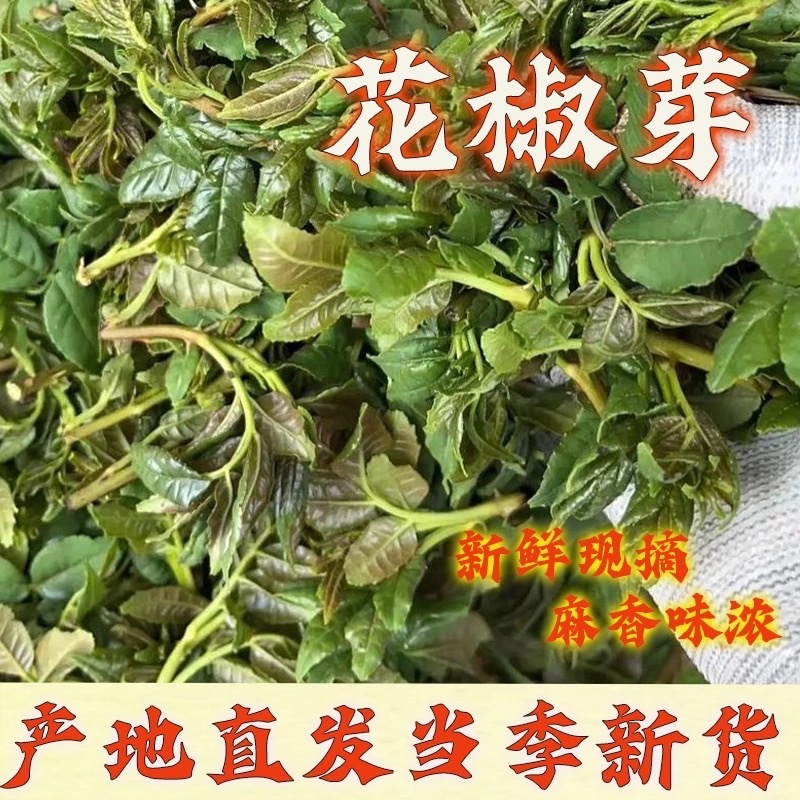 花椒芽沂蒙山花椒叶花椒2025现摘现发