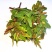 花椒芽沂蒙山花椒叶花椒2025现摘现发