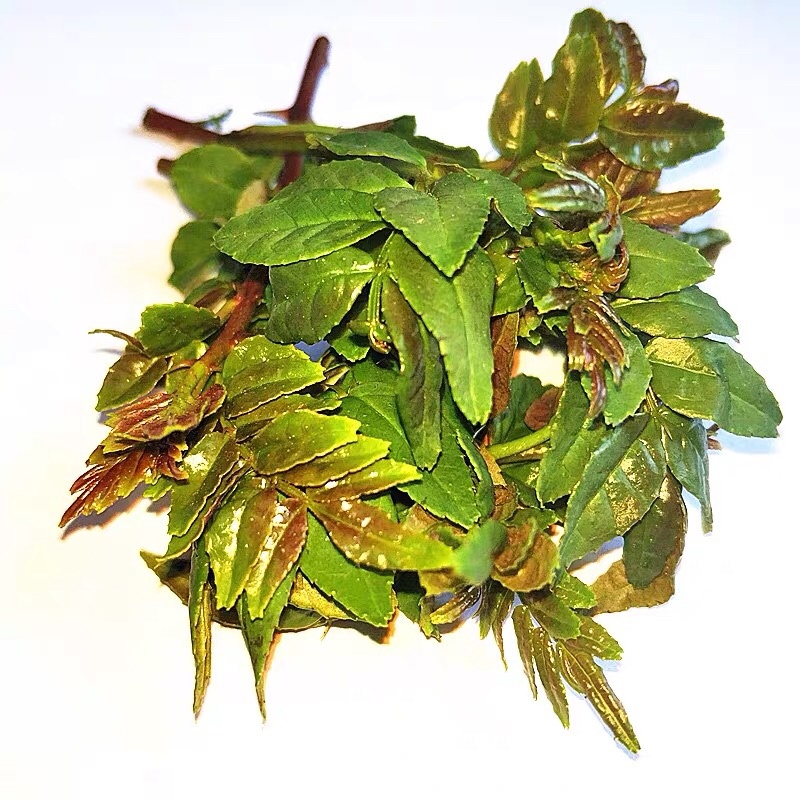 花椒芽沂蒙山花椒叶花椒2025现摘现发