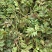 花椒芽沂蒙山花椒叶花椒2025现摘现发