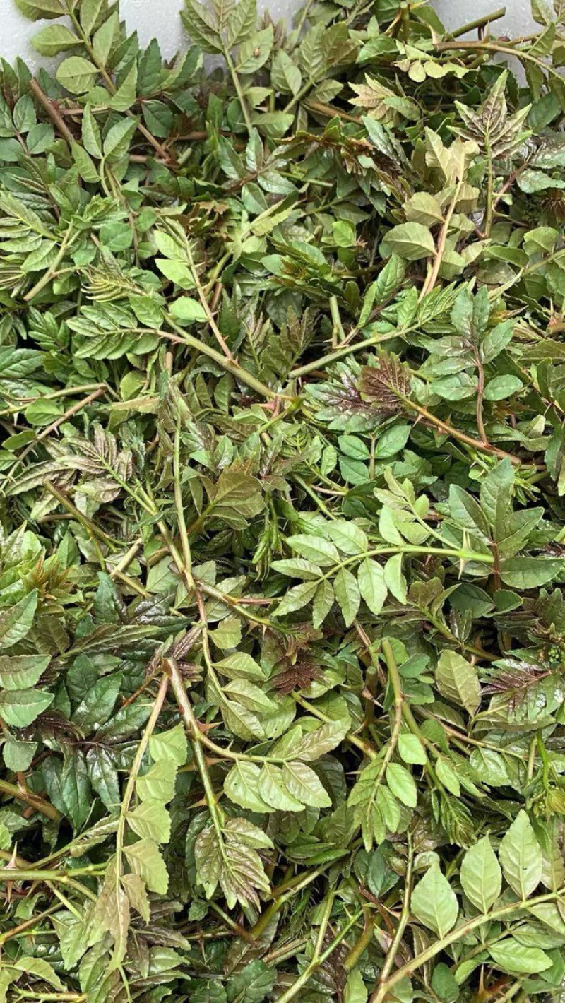 花椒芽沂蒙山花椒叶花椒2025现摘现发