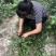 山东马齿苋菜新鲜马齿菜马蜂菜长命五行草蚂蚱菜中草药大量货