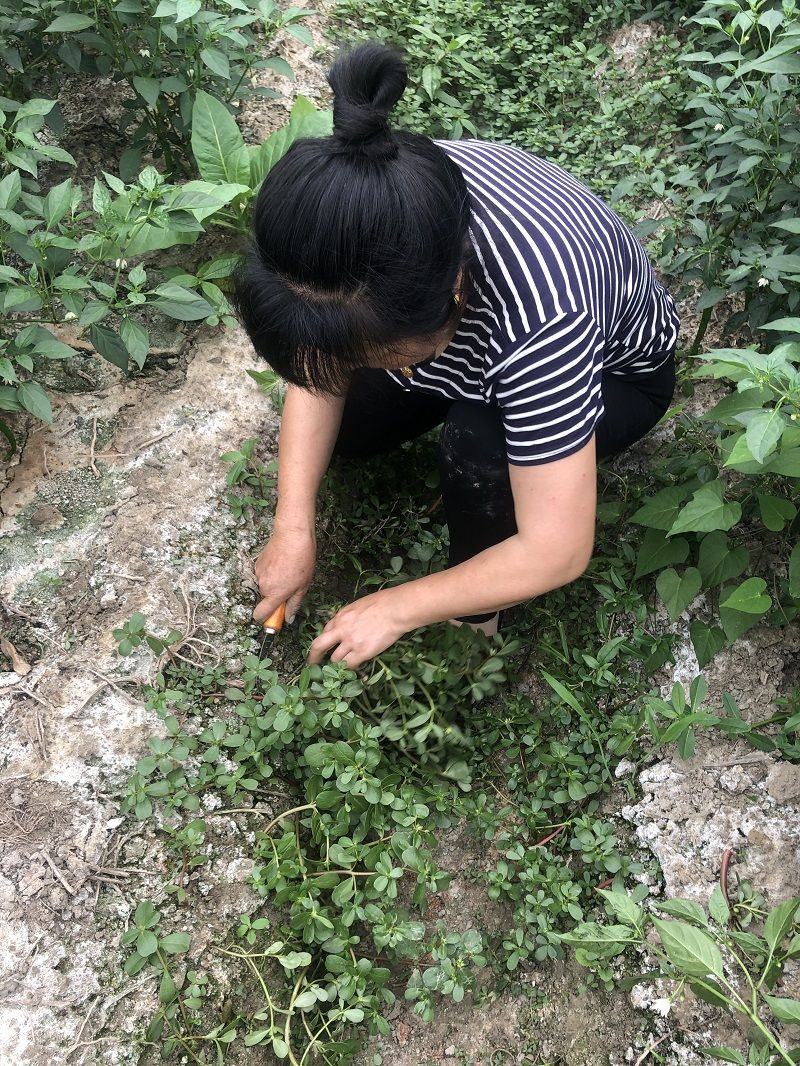 山东马齿苋菜新鲜马齿菜马蜂菜长命五行草蚂蚱菜中草药大量货