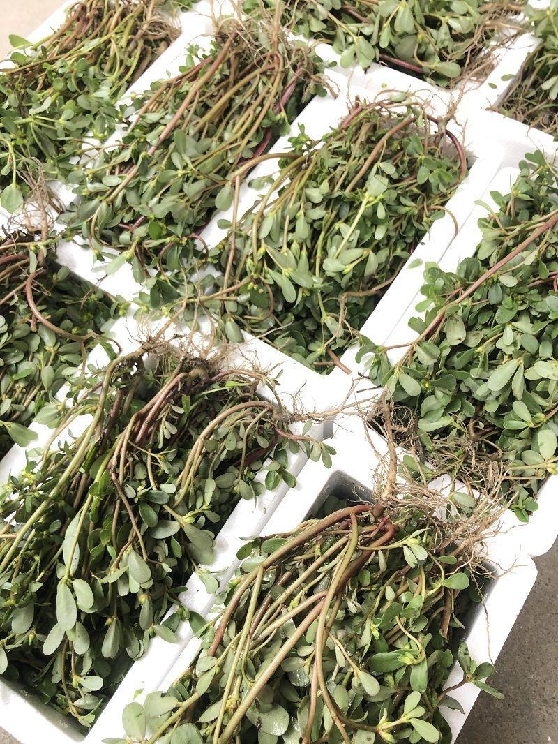 山东马齿苋菜新鲜马齿菜马蜂菜长命五行草蚂蚱菜中草药大量货