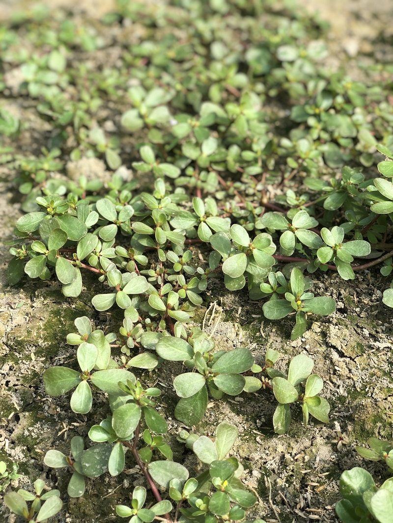 山东马齿苋菜新鲜马齿菜马蜂菜长命五行草蚂蚱菜中草药大量货