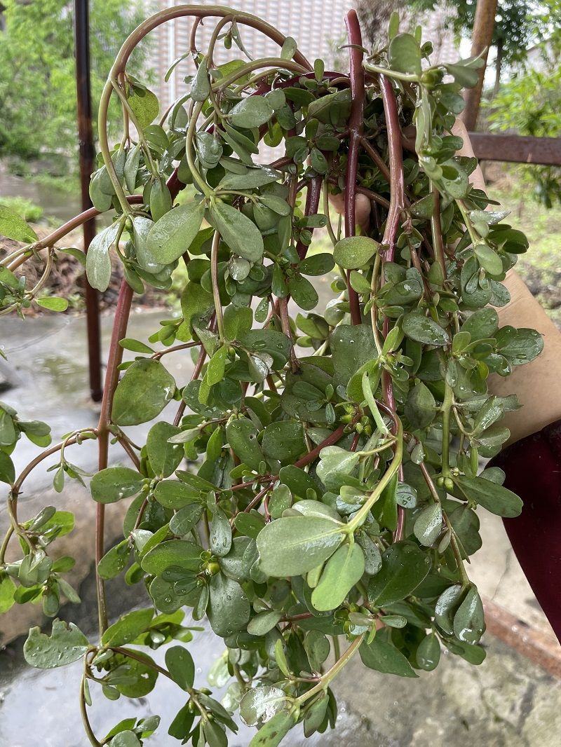 山东马齿苋菜新鲜马齿菜马蜂菜长命五行草蚂蚱菜中草药大量货