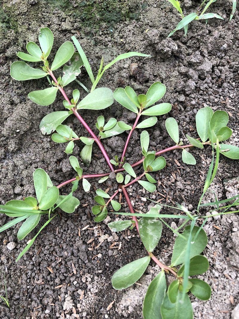 山东马齿苋菜新鲜马齿菜马蜂菜长命五行草蚂蚱菜中草药大量货
