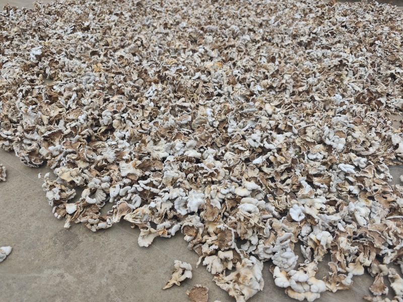 白参菌(干品)