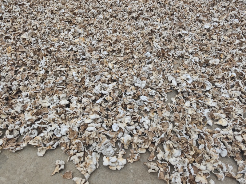 白参菌(干品)