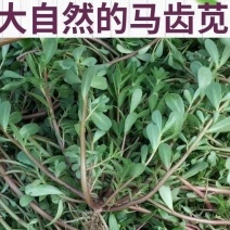 山东马齿苋菜新鲜马齿菜马蜂菜长命五行草蚂蚱菜中草药大量货