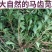 山东马齿苋菜新鲜马齿菜马蜂菜长命五行草蚂蚱菜中草药大量货