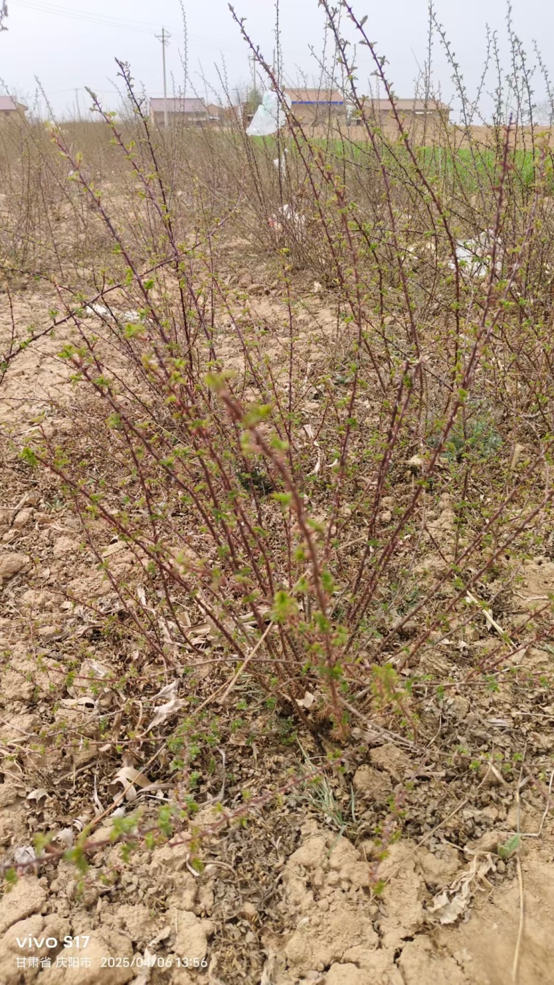 黄刺枚自己苗圃一手货源可长期供货价格优惠