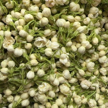 云南保鲜野菜花