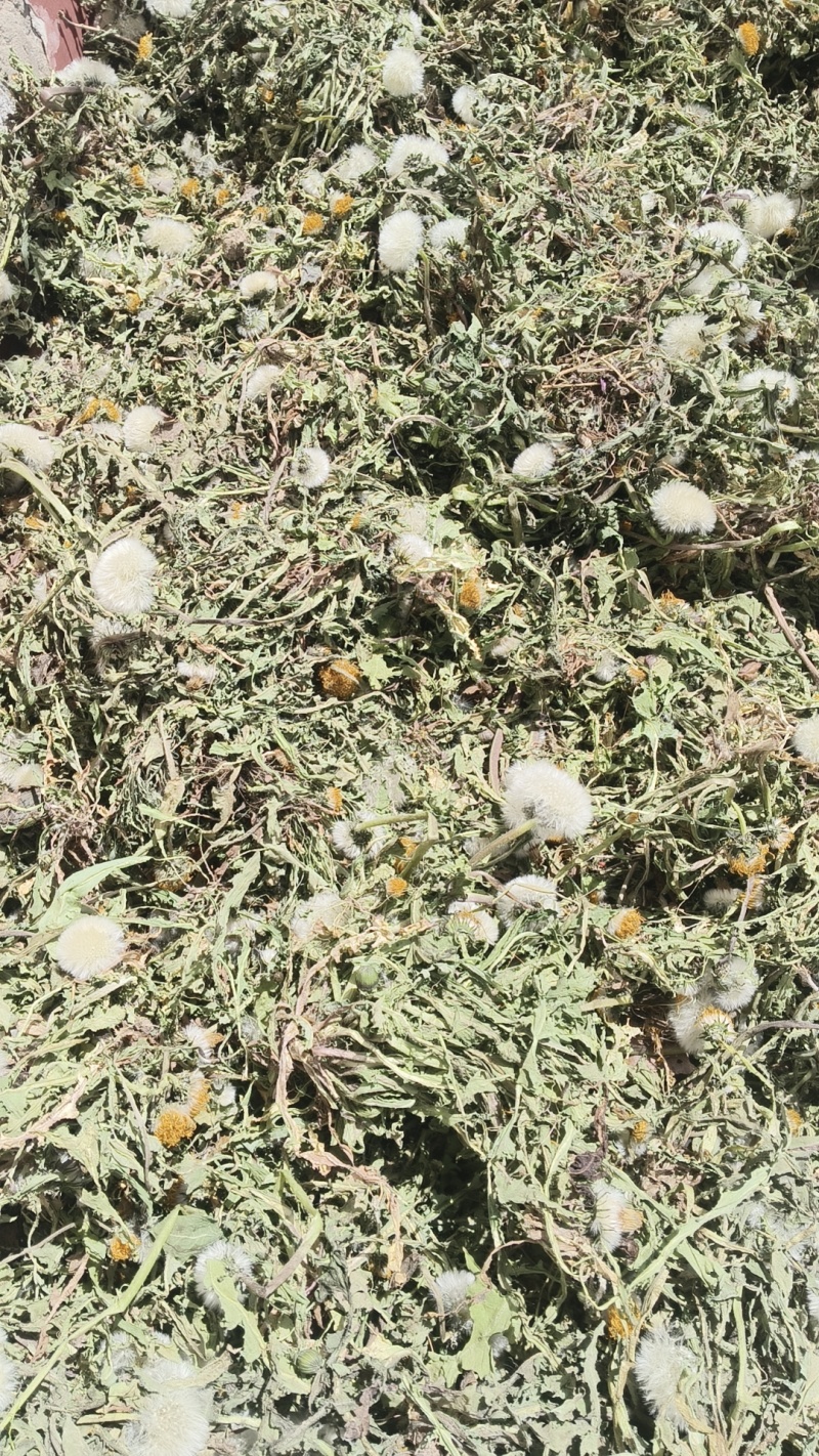 鲜蒲公英，干蒲公英现货