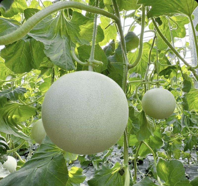 山东玉菇甜瓜冰淇淋香瓜一条龙服务实力供货专业代办