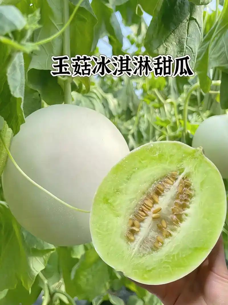 山东玉菇甜瓜冰淇淋香瓜一条龙服务实力供货专业代办