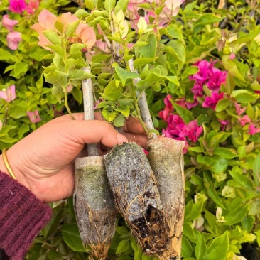 多色重瓣三角梅