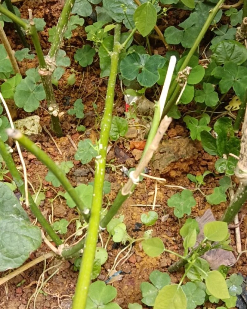 赤苍藤苗