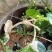 赤苍藤苗