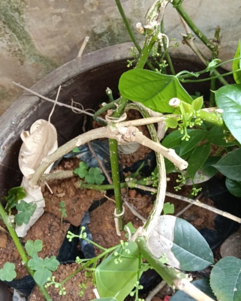赤苍藤苗