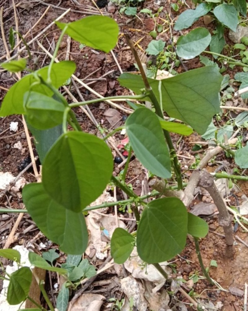 赤苍藤苗