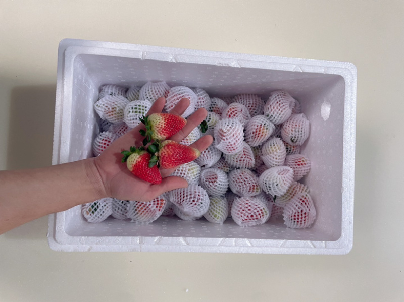 云南草莓双流草莓蒙特瑞5斤10斤糖葫芦蛋糕奶茶适用