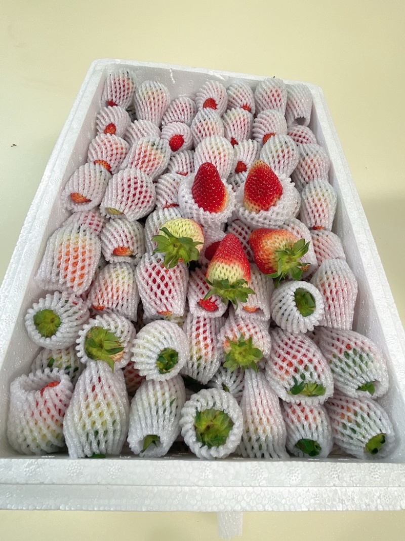 云南草莓双流草莓蒙特瑞5斤10斤糖葫芦蛋糕奶茶适用