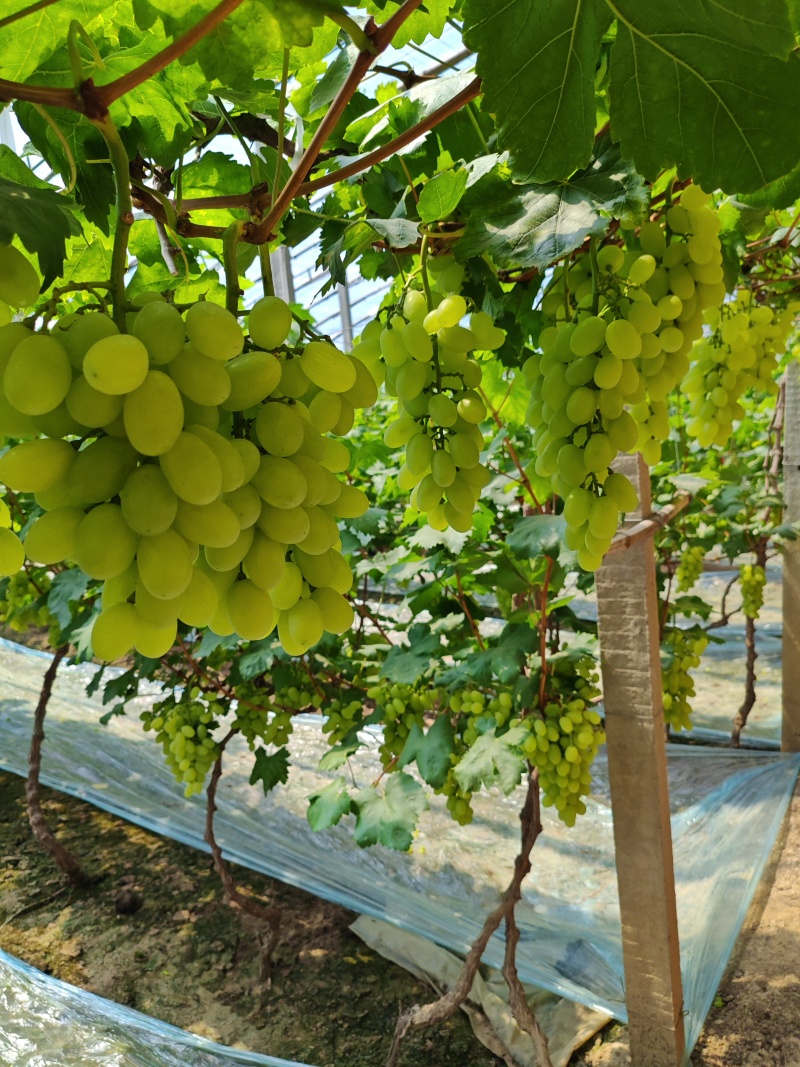 维多利亚青提，颜色翠绿，口感超甜，颗粒饱满，新鲜上市