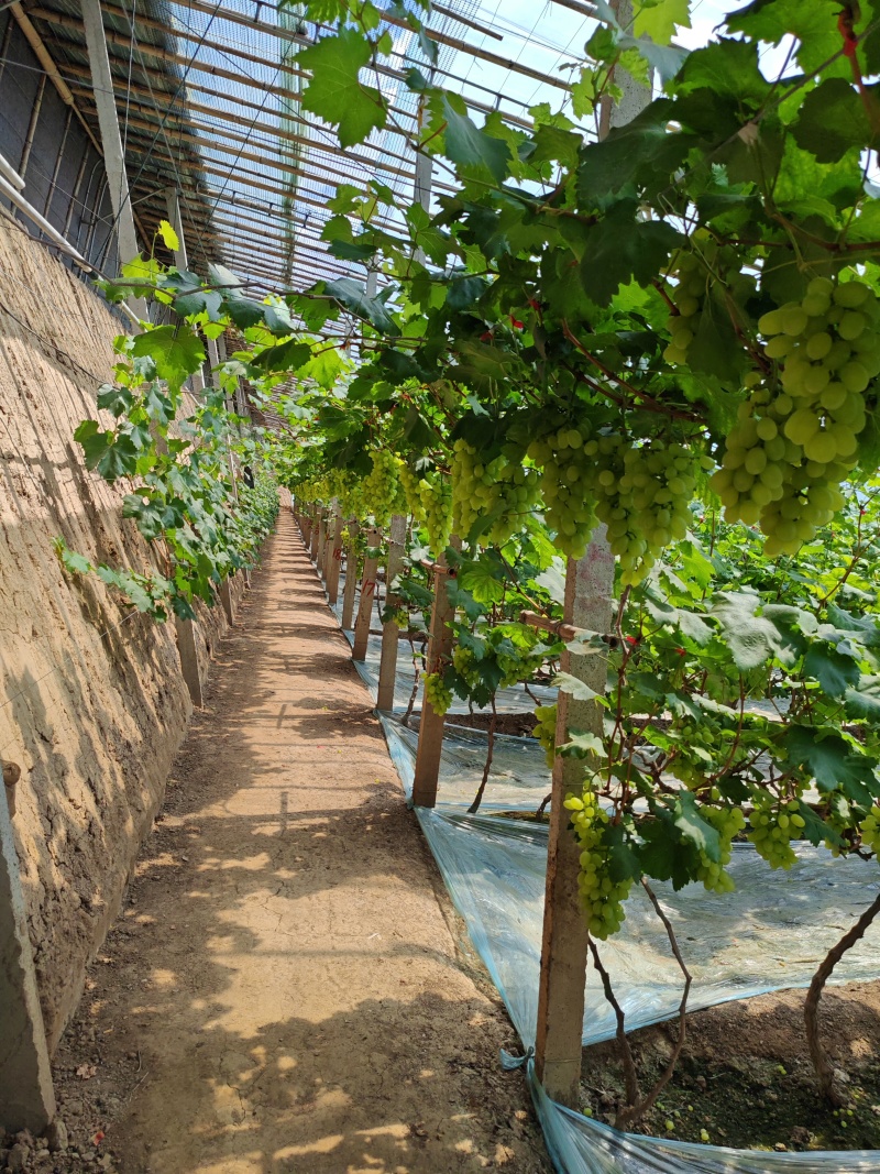 维多利亚青提，颜色翠绿，口感超甜，颗粒饱满，新鲜上市