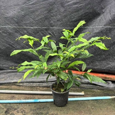 0.5加仑多株垂丝茉莉，花丝多多，一件18盆