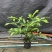 0.5加仑多株垂丝茉莉，花丝多多，一件18盆