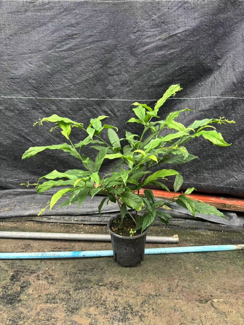 0.5加仑多株垂丝茉莉，花丝多多，一件18盆