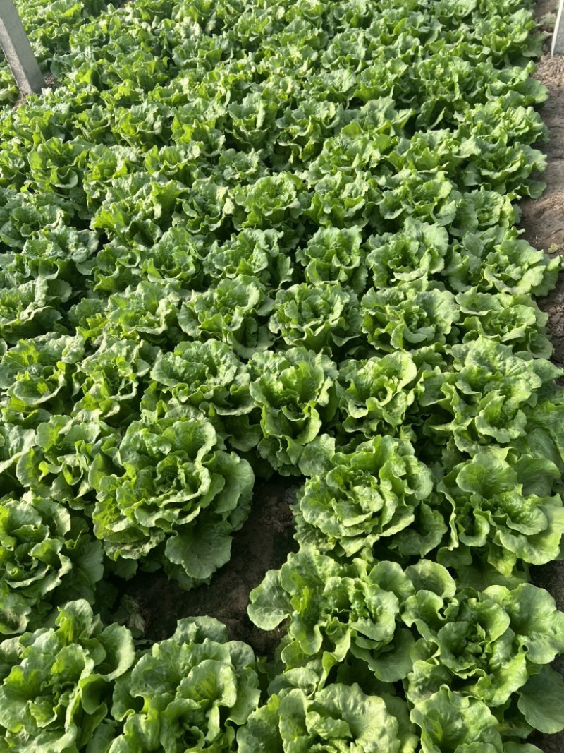 精品意大利生菜，陆续走货中，价格便宜，质量保证！