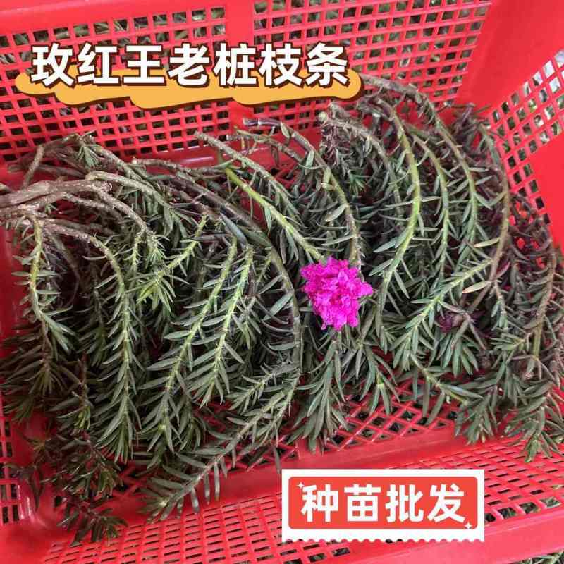 【种苗批发】玫红王老桩太阳花无根枝条扦插重瓣大花宿根品种