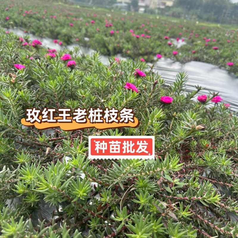 【种苗批发】玫红王老桩太阳花无根枝条扦插重瓣大花宿根品种