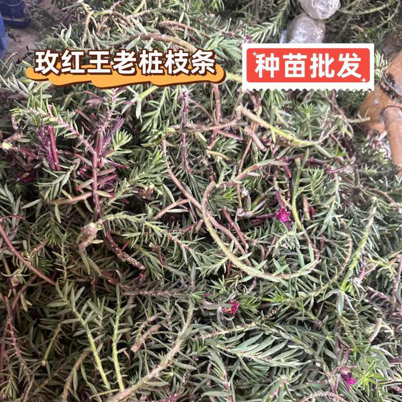 【种苗批发】玫红王老桩太阳花无根枝条扦插重瓣大花宿根品种