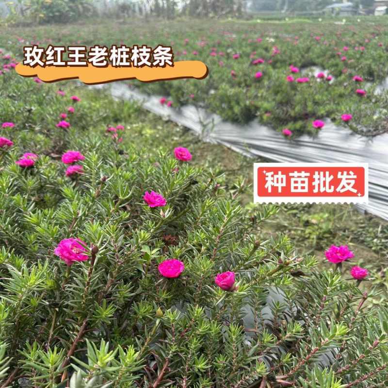 【种苗批发】玫红王老桩太阳花无根枝条扦插重瓣大花宿根品种